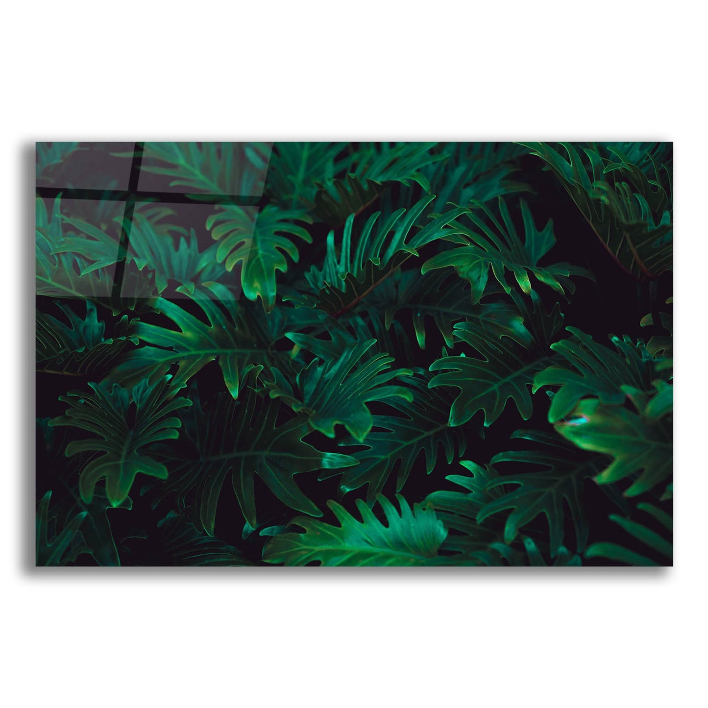 Epic Art 'Tropical 2' by Photoinc Studio, Acrylic Glass Wall Art