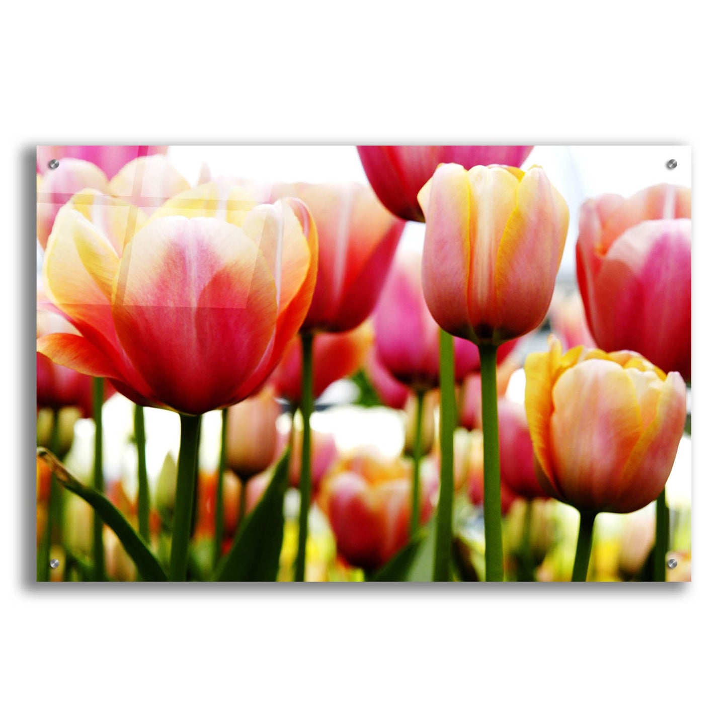 Epic Art 'Tulips' by Photoinc Studio, Acrylic Glass Wall Art