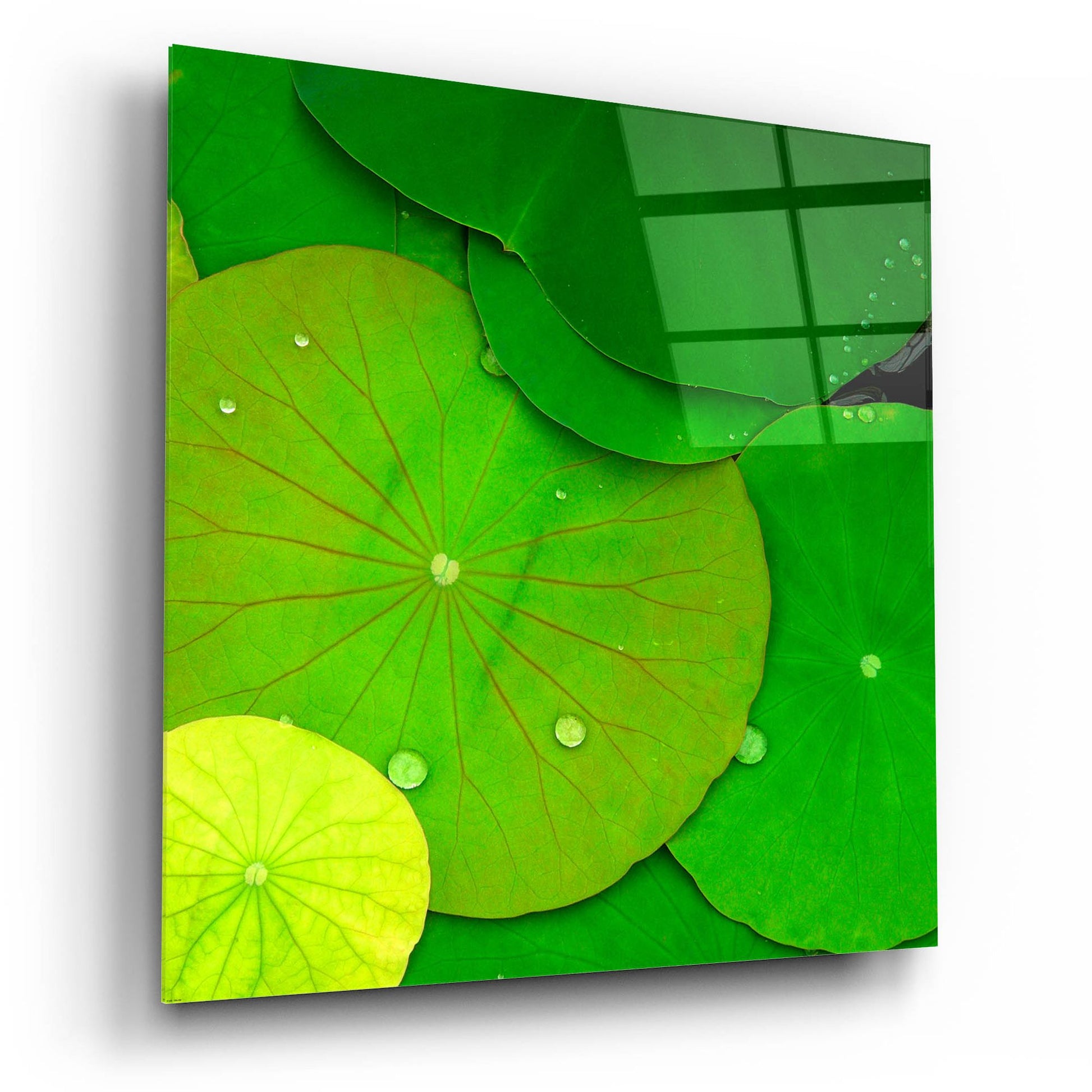 Epic Art 'Water Lily' by Photoinc Studio, Acrylic Glass Wall Art,12x12