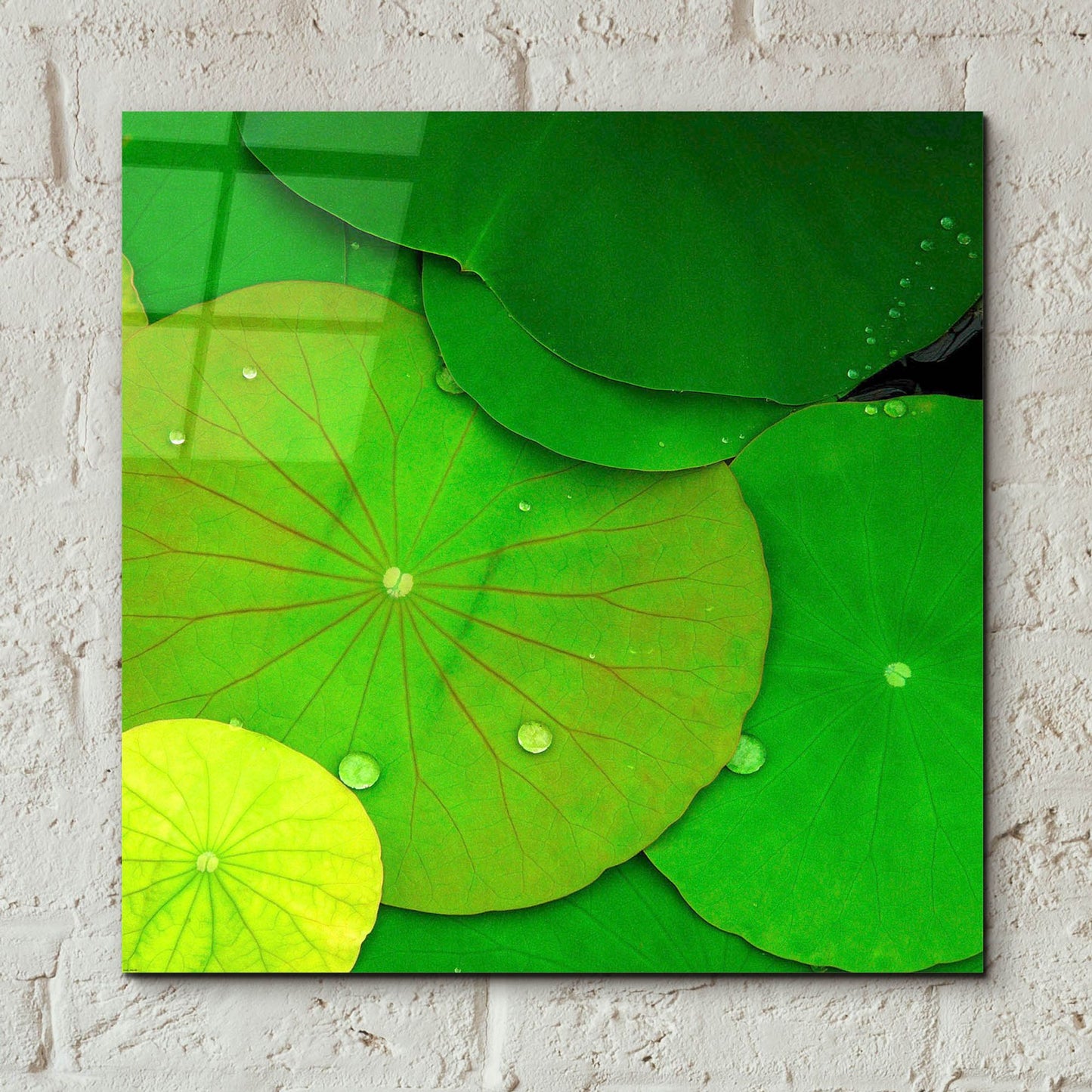 Epic Art 'Water Lily' by Photoinc Studio, Acrylic Glass Wall Art,12x12