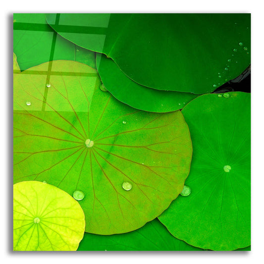 Epic Art 'Water Lily' by Photoinc Studio, Acrylic Glass Wall Art