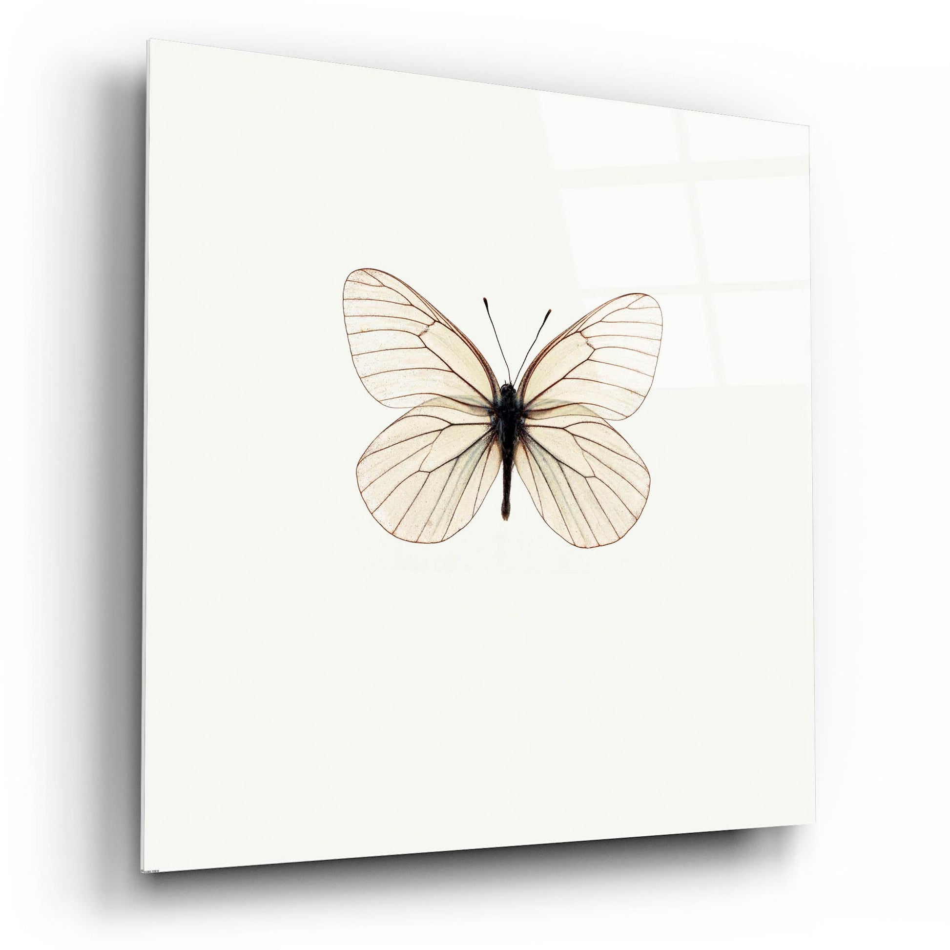 Epic Art 'White Butterfly' by Photoinc Studio, Acrylic Glass Wall Art,12x12