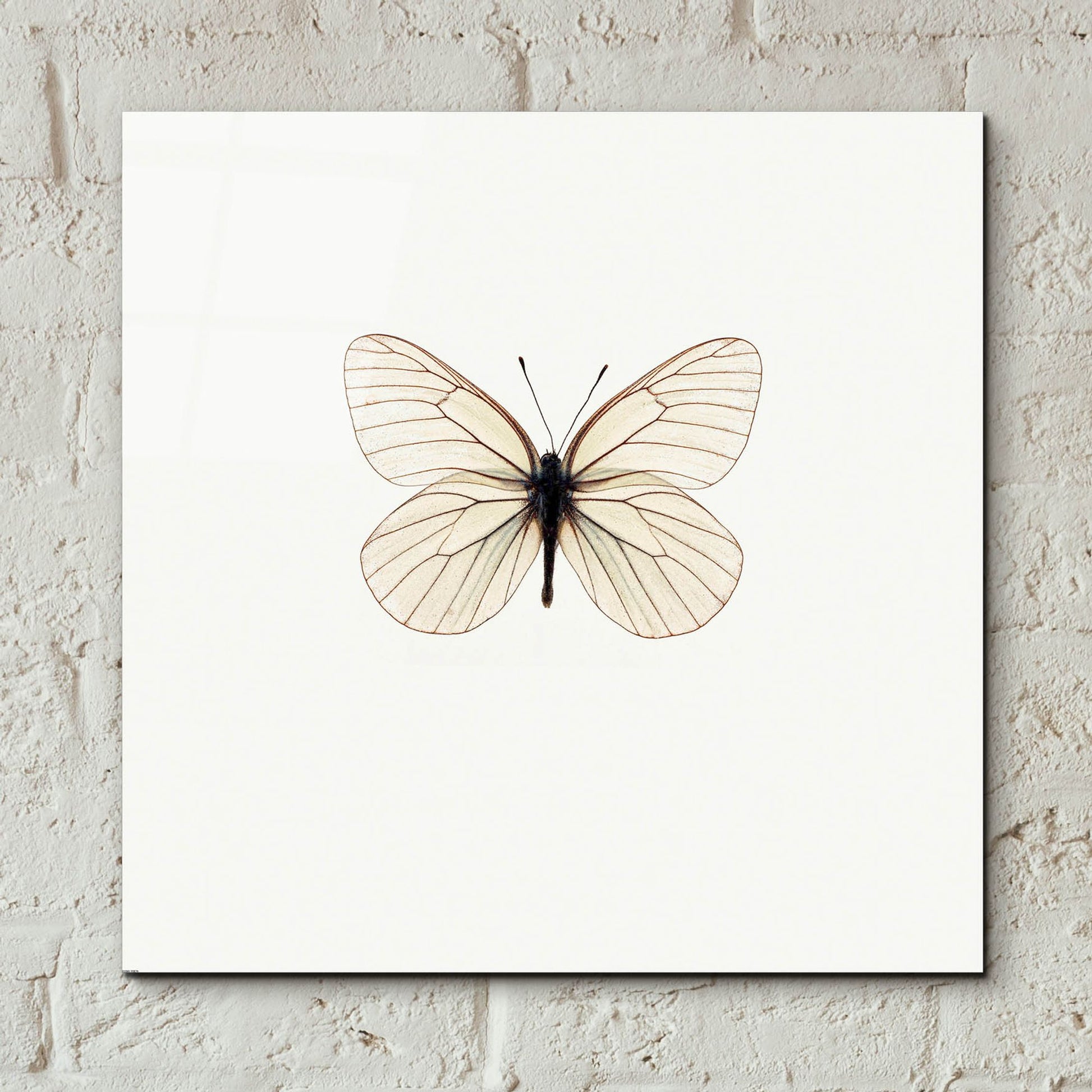 Epic Art 'White Butterfly' by Photoinc Studio, Acrylic Glass Wall Art,12x12