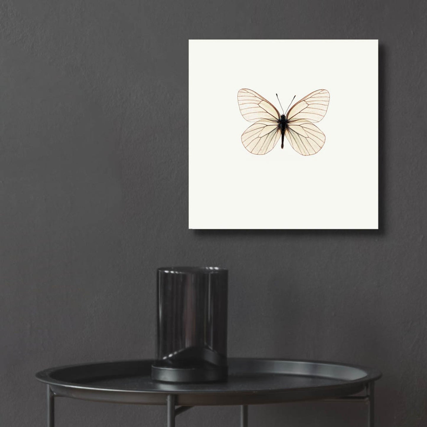 Epic Art 'White Butterfly' by Photoinc Studio, Acrylic Glass Wall Art,12x12