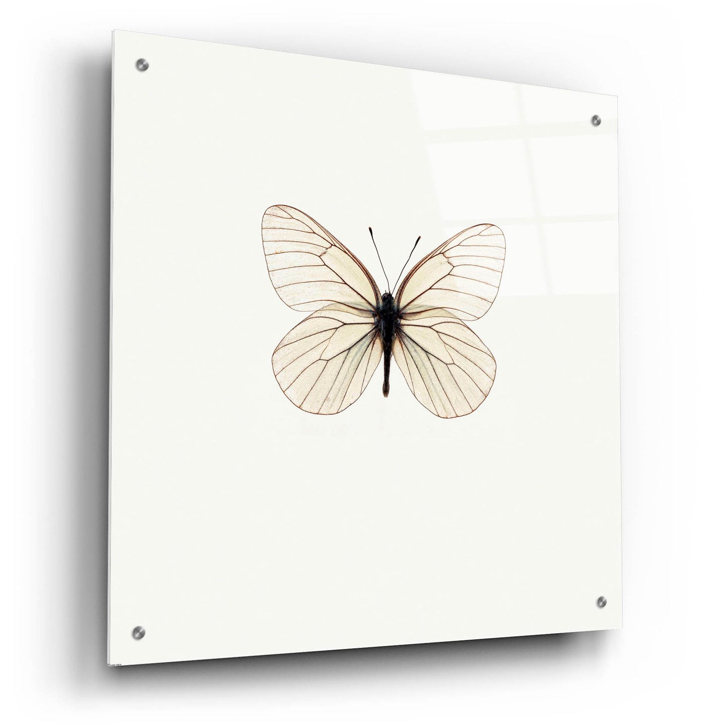 Epic Art 'White Butterfly' by Photoinc Studio, Acrylic Glass Wall Art,24x24
