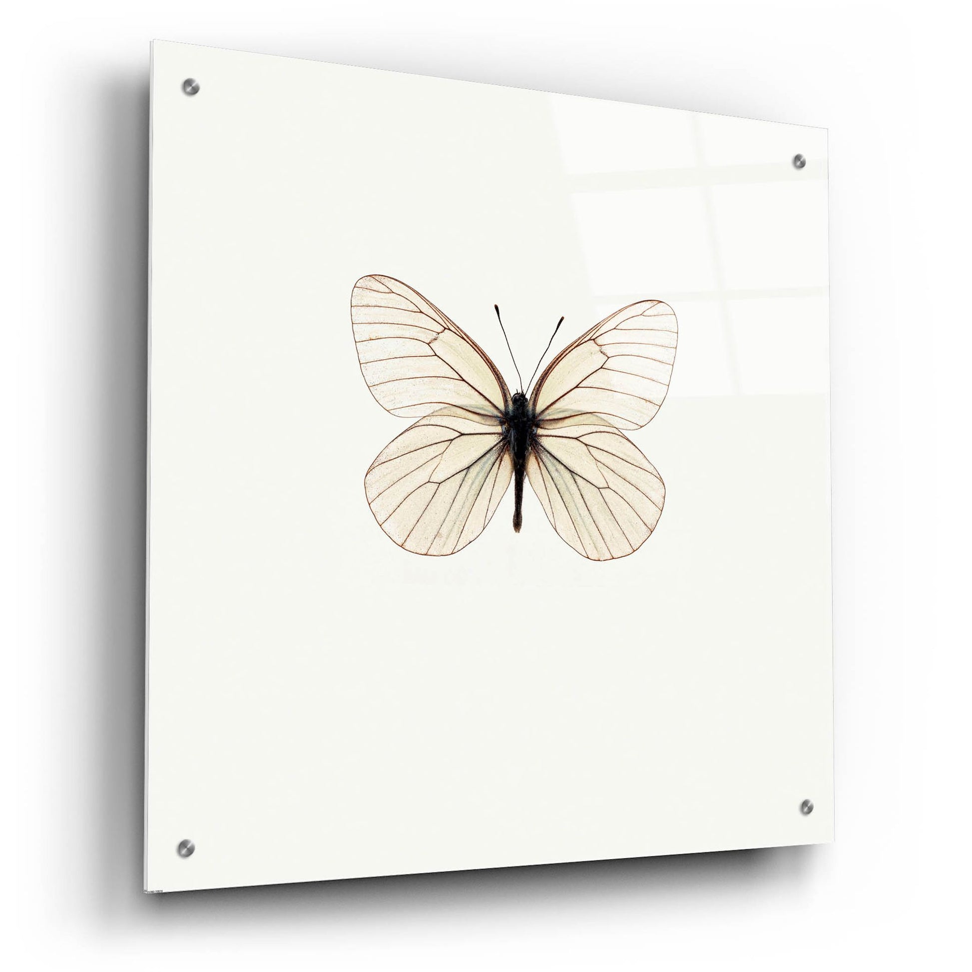 Epic Art 'White Butterfly' by Photoinc Studio, Acrylic Glass Wall Art,24x24