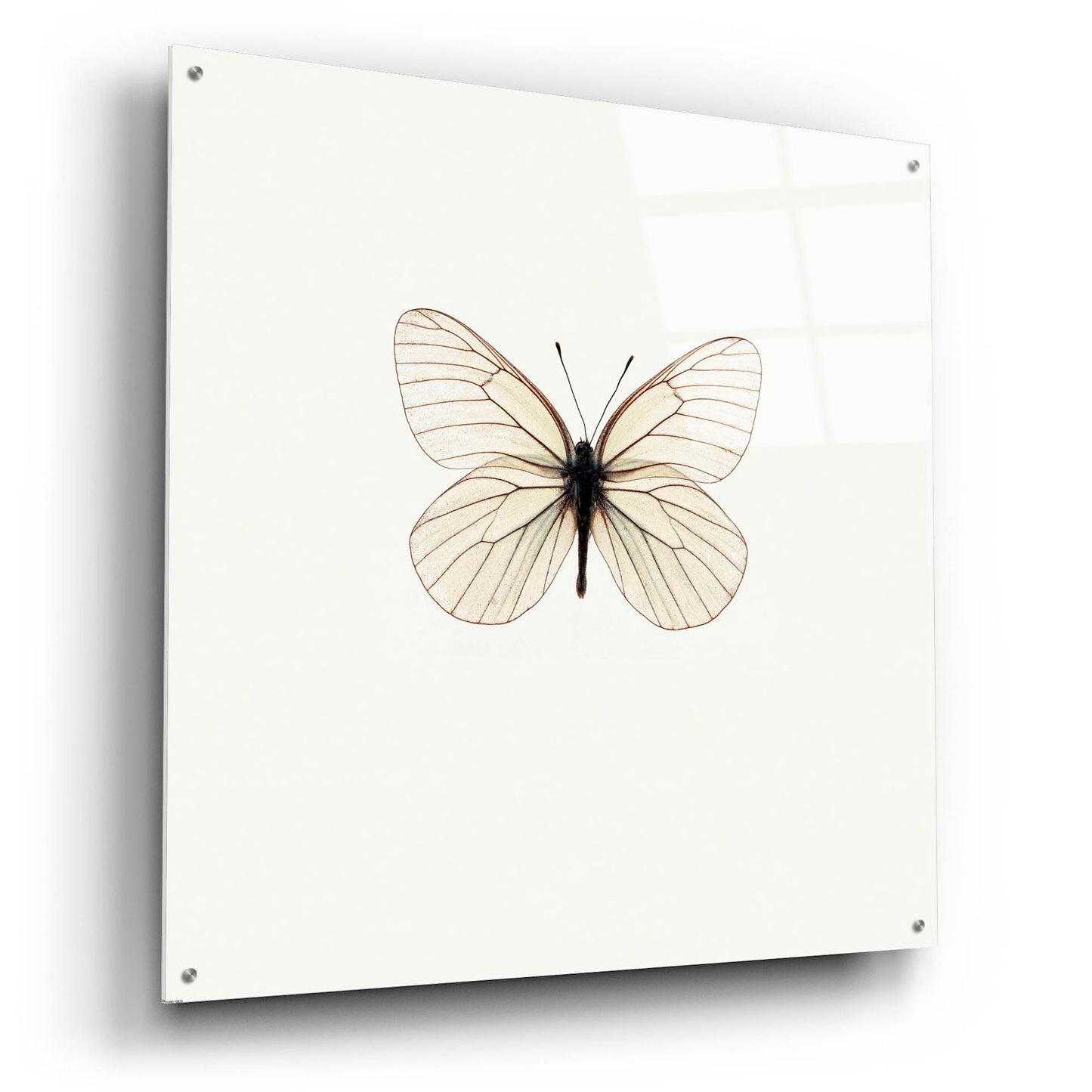 Epic Art 'White Butterfly' by Photoinc Studio, Acrylic Glass Wall Art,36x36