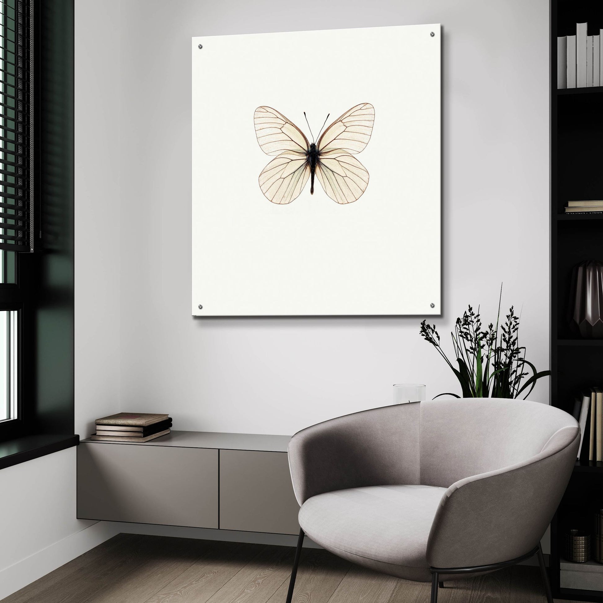 Epic Art 'White Butterfly' by Photoinc Studio, Acrylic Glass Wall Art,36x36
