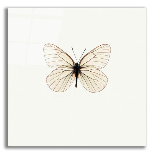 Epic Art 'White Butterfly' by Photoinc Studio, Acrylic Glass Wall Art