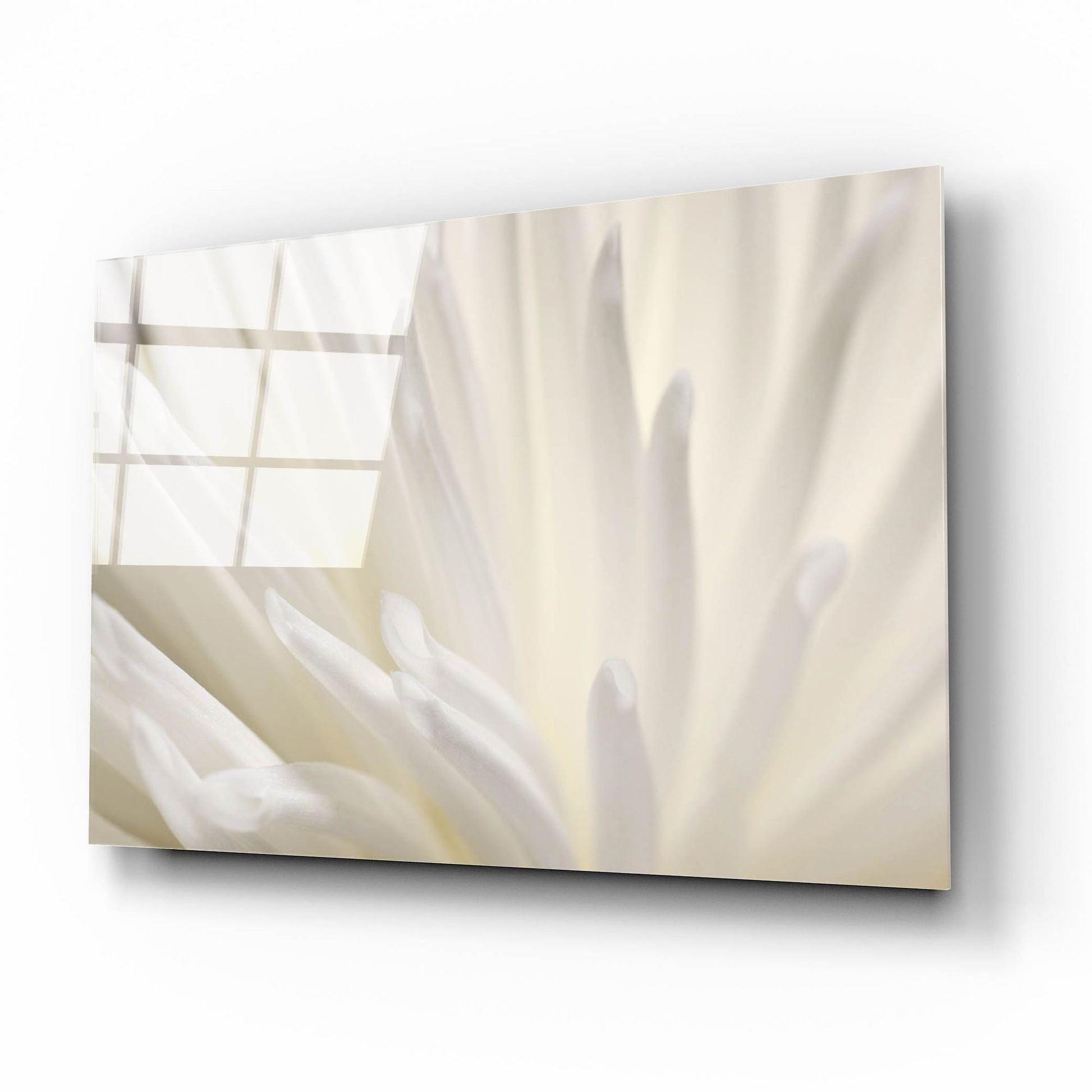 Epic Art 'White Flower' by Photoinc Studio, Acrylic Glass Wall Art,16x12