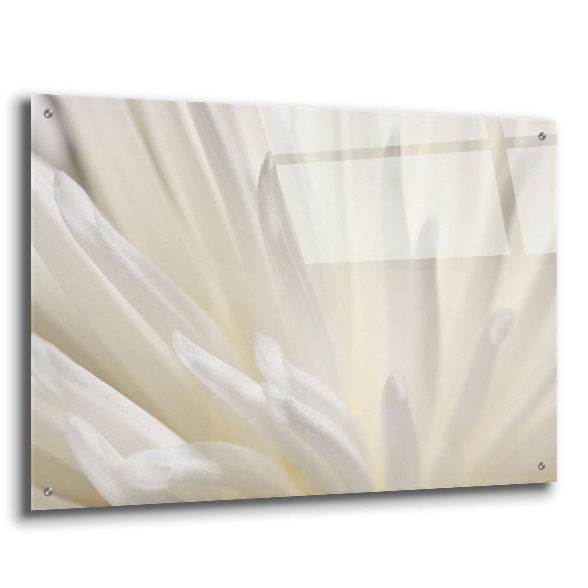 Epic Art 'White Flower' by Photoinc Studio, Acrylic Glass Wall Art,36x24