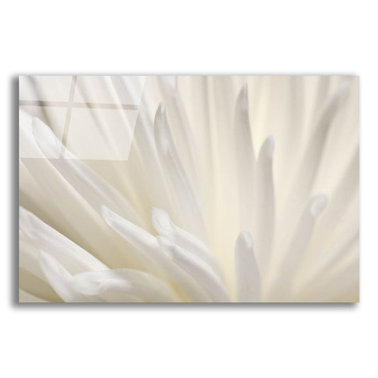 Epic Art 'White Flower' by Photoinc Studio, Acrylic Glass Wall Art