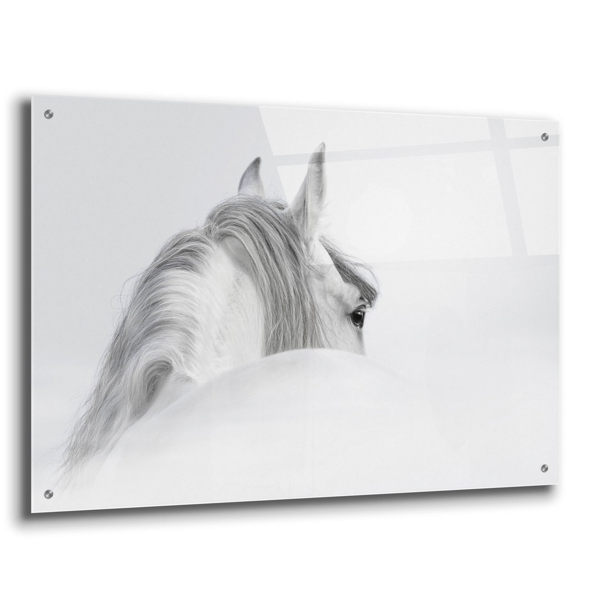 Epic Art 'White Horse' by Photoinc Studio, Acrylic Glass Wall Art,36x24