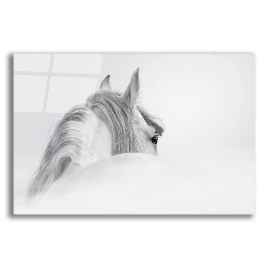 Epic Art 'White Horse' by Photoinc Studio, Acrylic Glass Wall Art