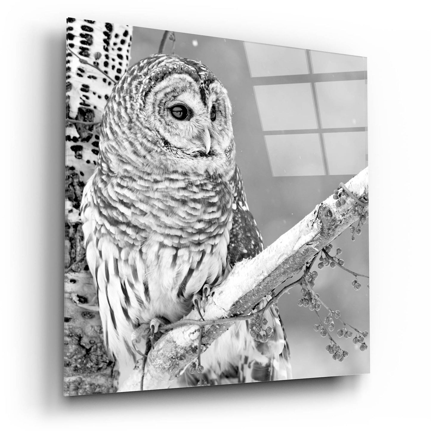 Epic Art 'White Owl' by Photoinc Studio, Acrylic Glass Wall Art,12x12