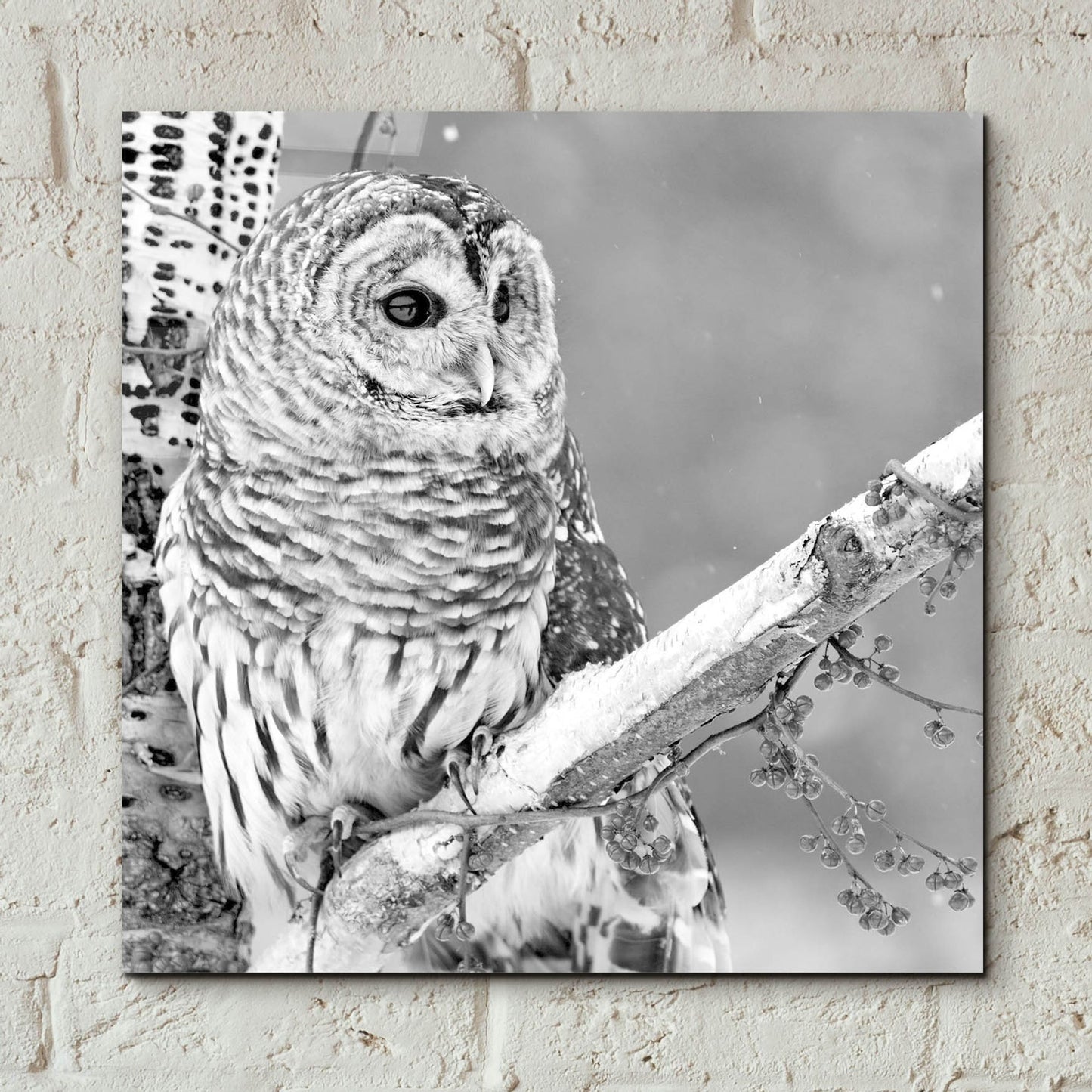 Epic Art 'White Owl' by Photoinc Studio, Acrylic Glass Wall Art,12x12