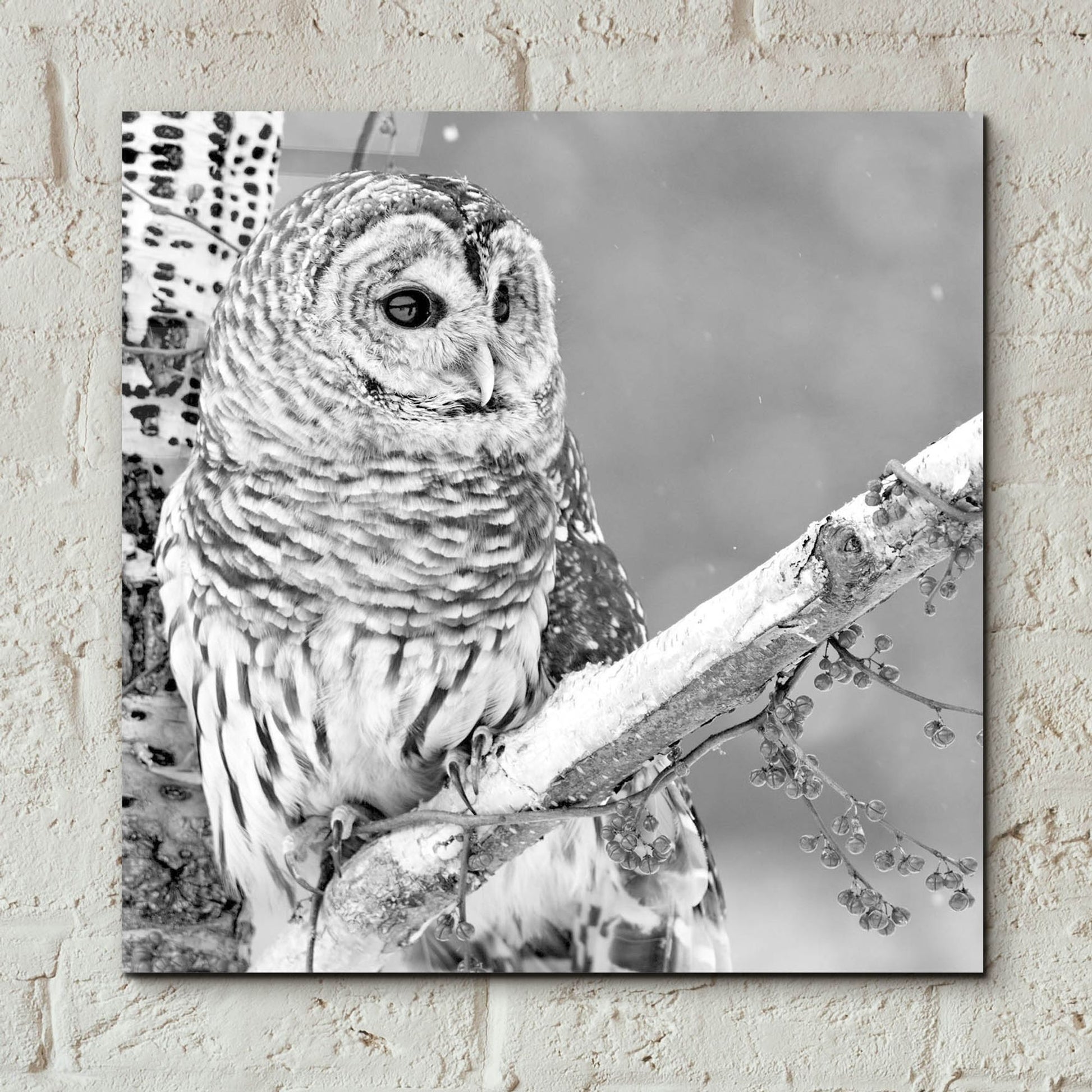 Epic Art 'White Owl' by Photoinc Studio, Acrylic Glass Wall Art,12x12