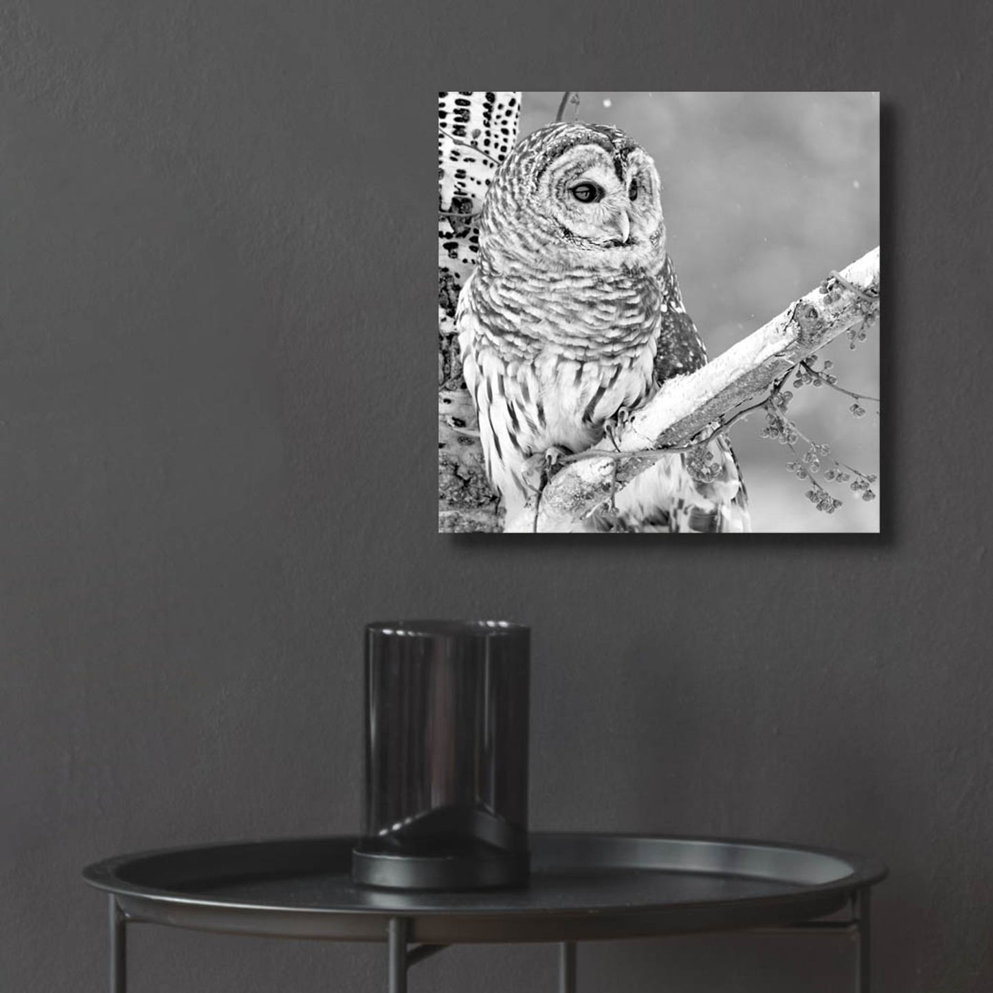 Epic Art 'White Owl' by Photoinc Studio, Acrylic Glass Wall Art,12x12