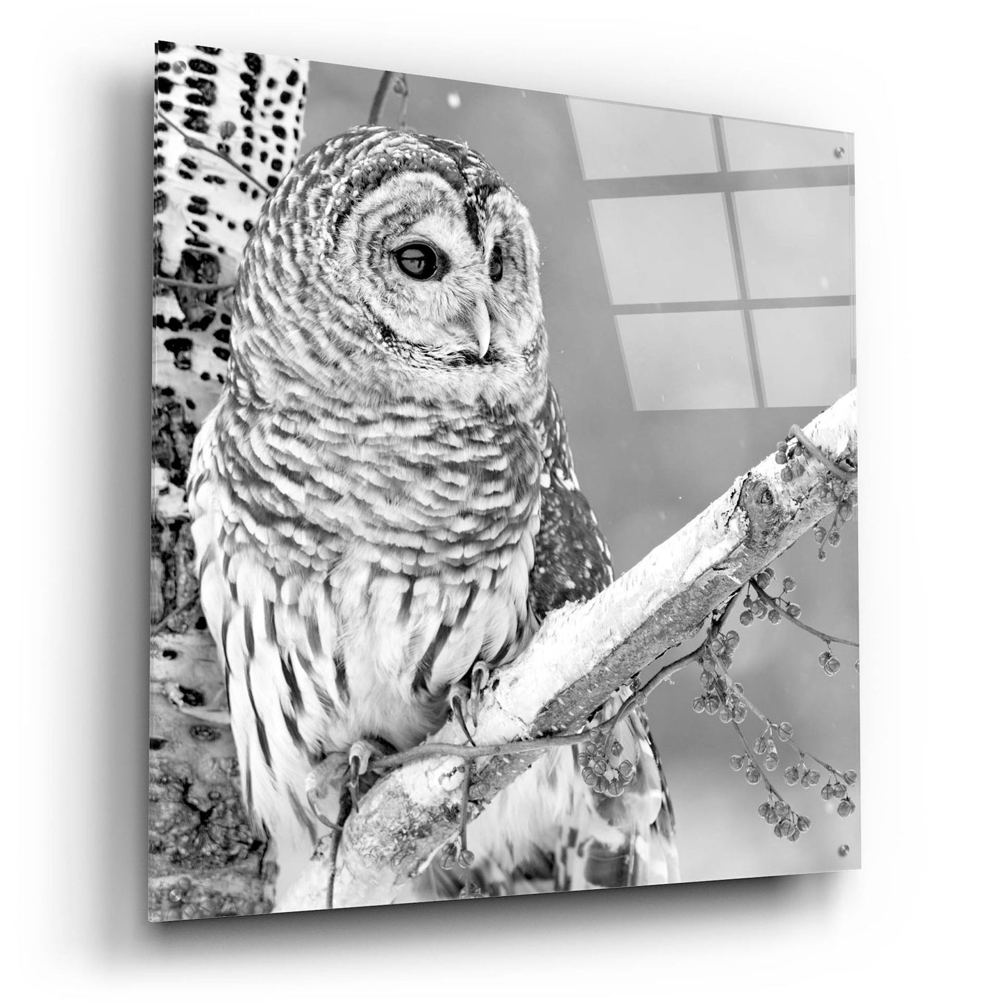 Epic Art 'White Owl' by Photoinc Studio, Acrylic Glass Wall Art,36x36