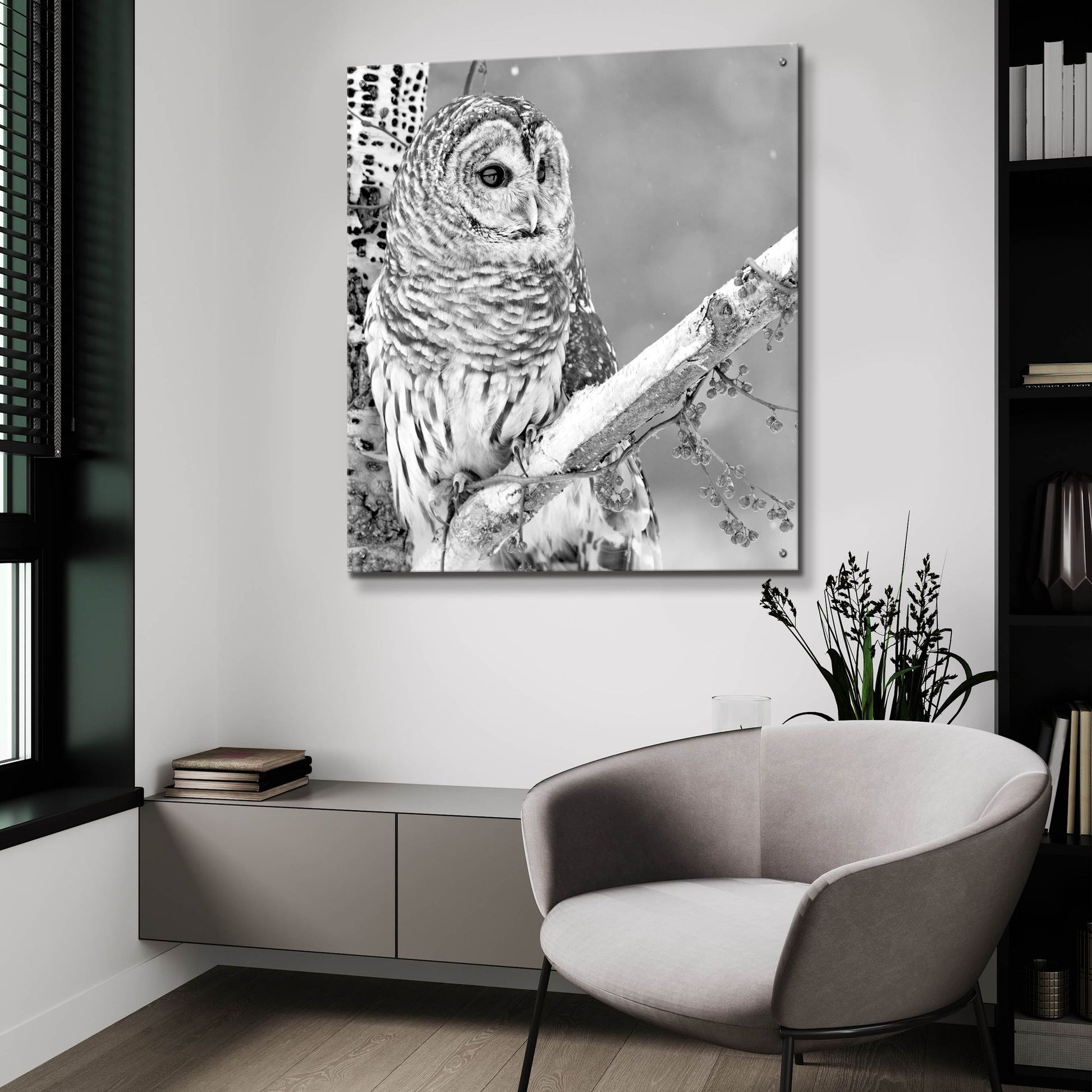 Epic Art 'White Owl' by Photoinc Studio, Acrylic Glass Wall Art,36x36