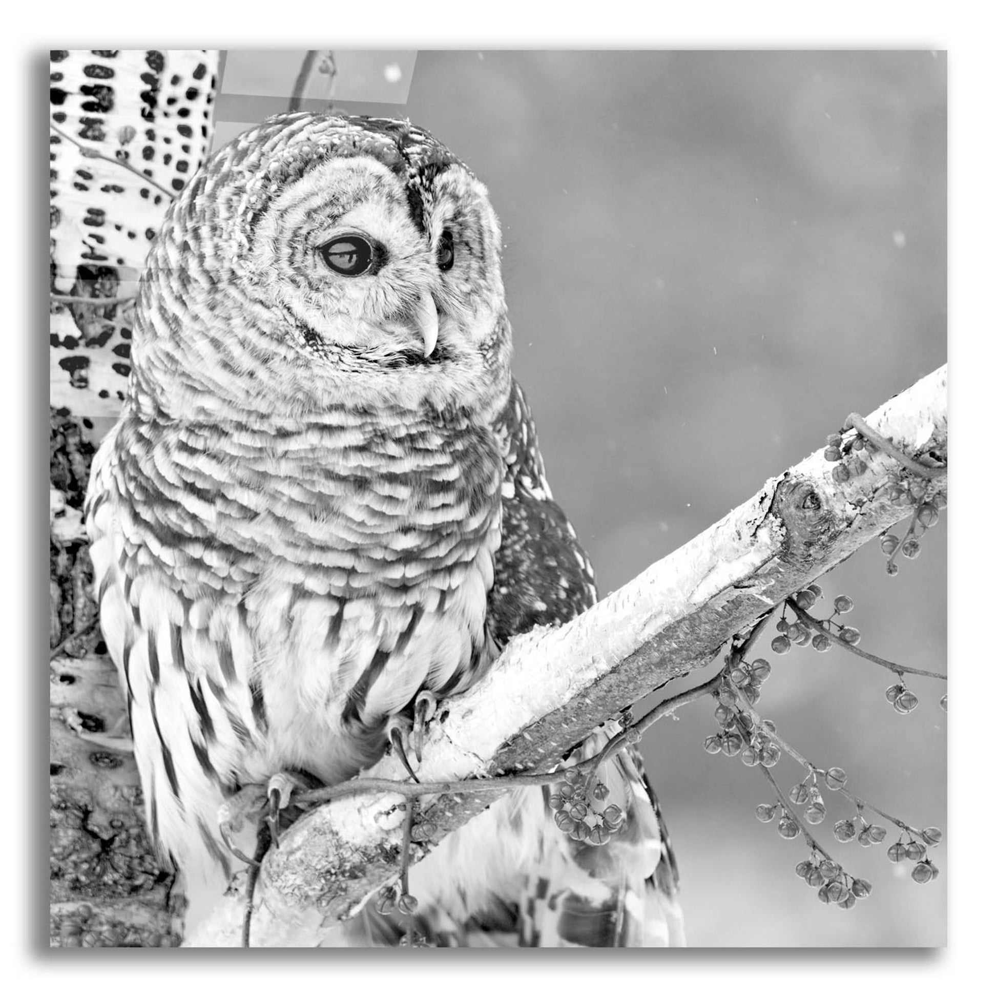 Epic Art 'White Owl' by Photoinc Studio, Acrylic Glass Wall Art