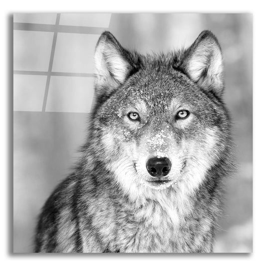 Epic Art 'Wolf' by Photoinc Studio, Acrylic Glass Wall Art