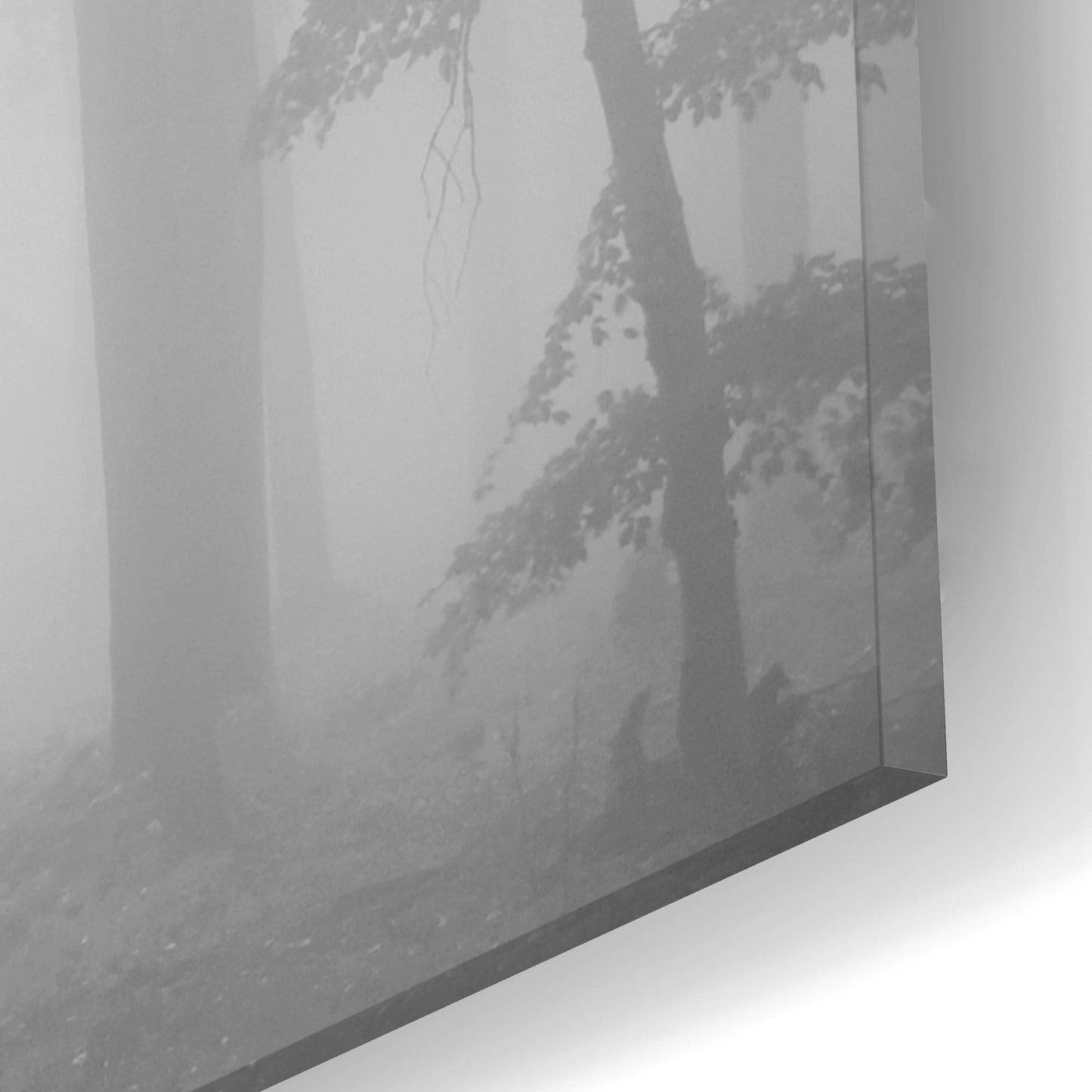 Epic Art 'Woods 1' by Photoinc Studio, Acrylic Glass Wall Art,16x12