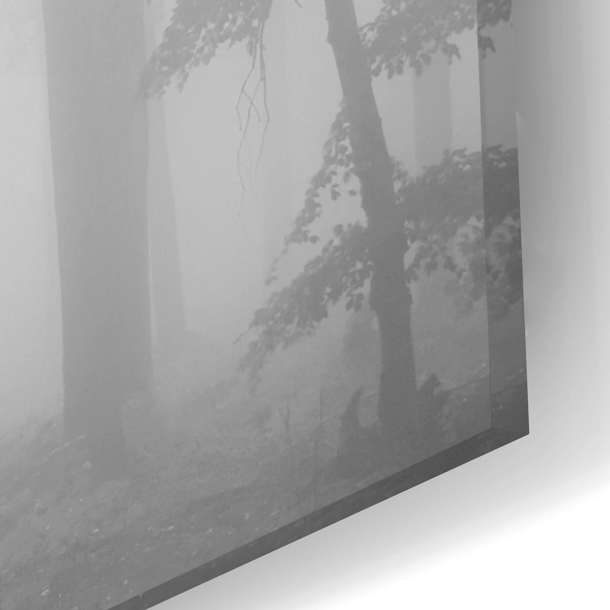 Epic Art 'Woods 1' by Photoinc Studio, Acrylic Glass Wall Art,24x16