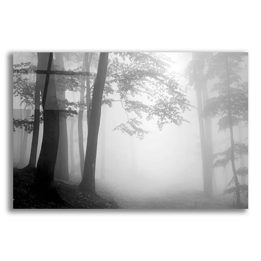 Epic Art 'Woods 1' by Photoinc Studio, Acrylic Glass Wall Art