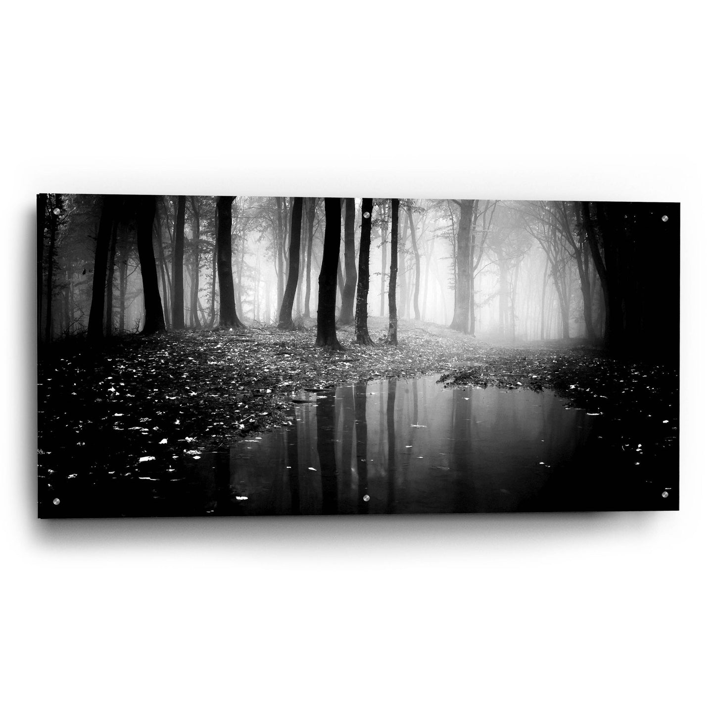 Epic Art 'Woods 2' by Photoinc Studio, Acrylic Glass Wall Art,48x24