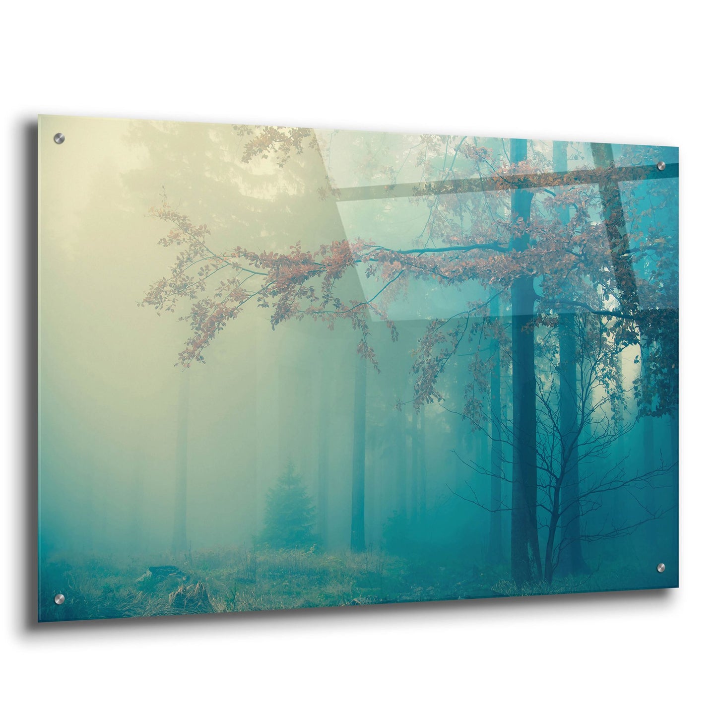 Epic Art 'Woods 3' by Photoinc Studio, Acrylic Glass Wall Art,36x24