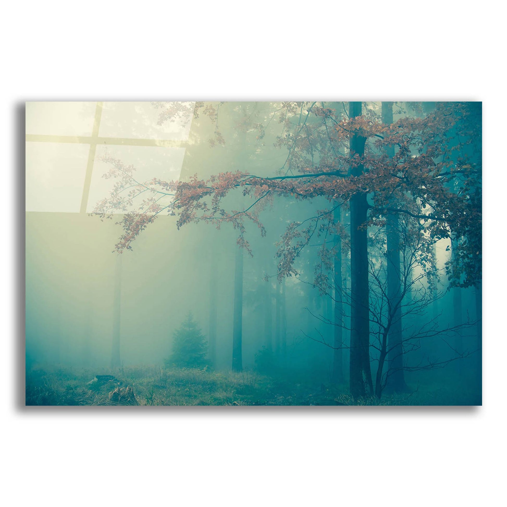 Epic Art 'Woods 3' by Photoinc Studio, Acrylic Glass Wall Art