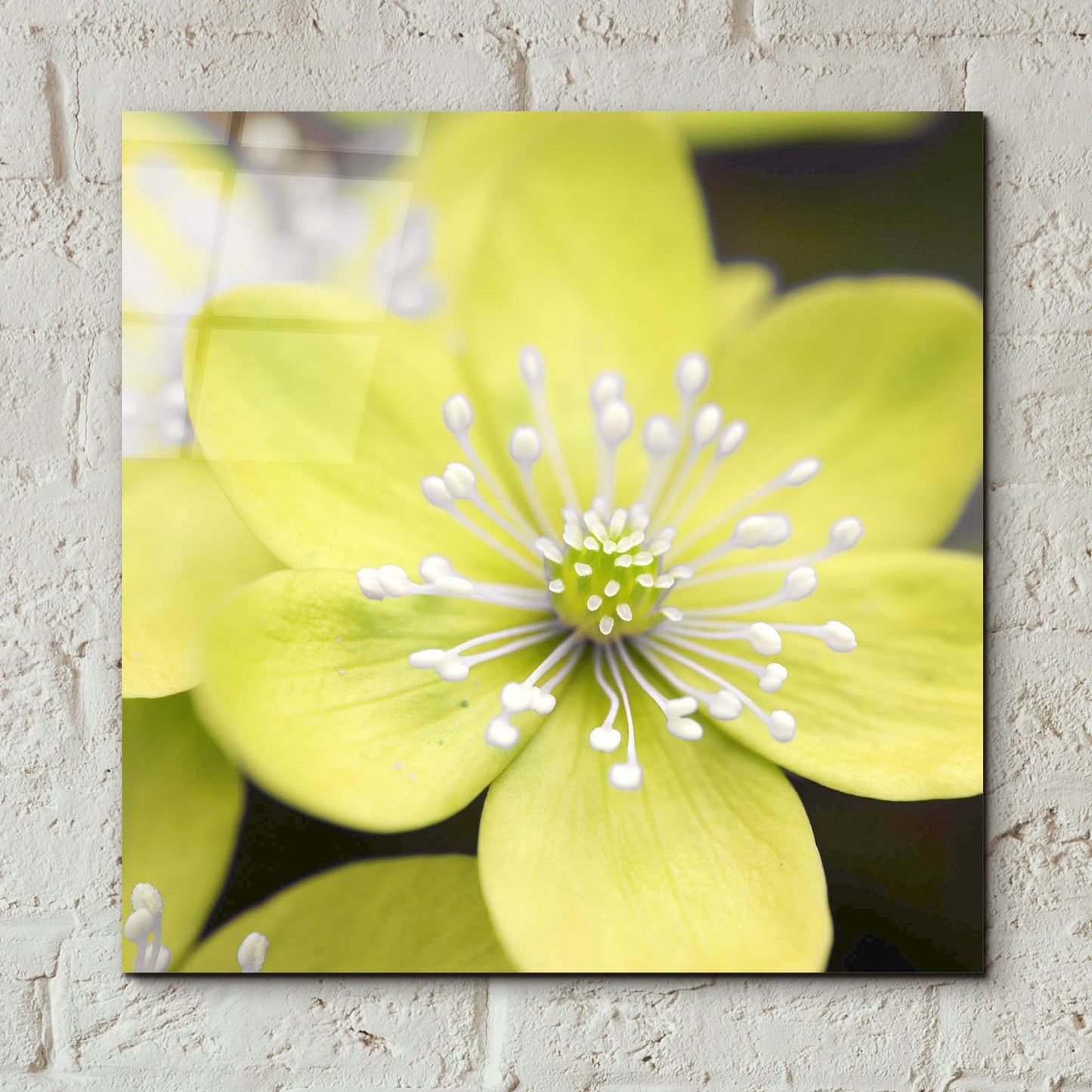 Epic Art 'Yellow Blossom' by Photoinc Studio, Acrylic Glass Wall Art,12x12