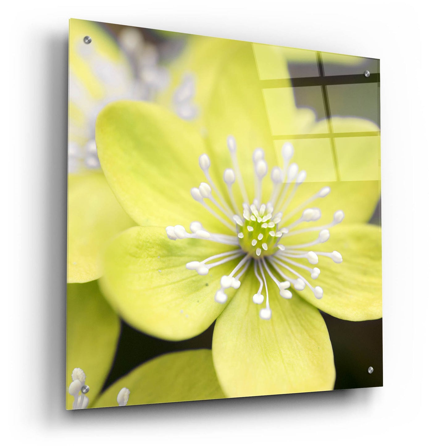 Epic Art 'Yellow Blossom' by Photoinc Studio, Acrylic Glass Wall Art,24x24