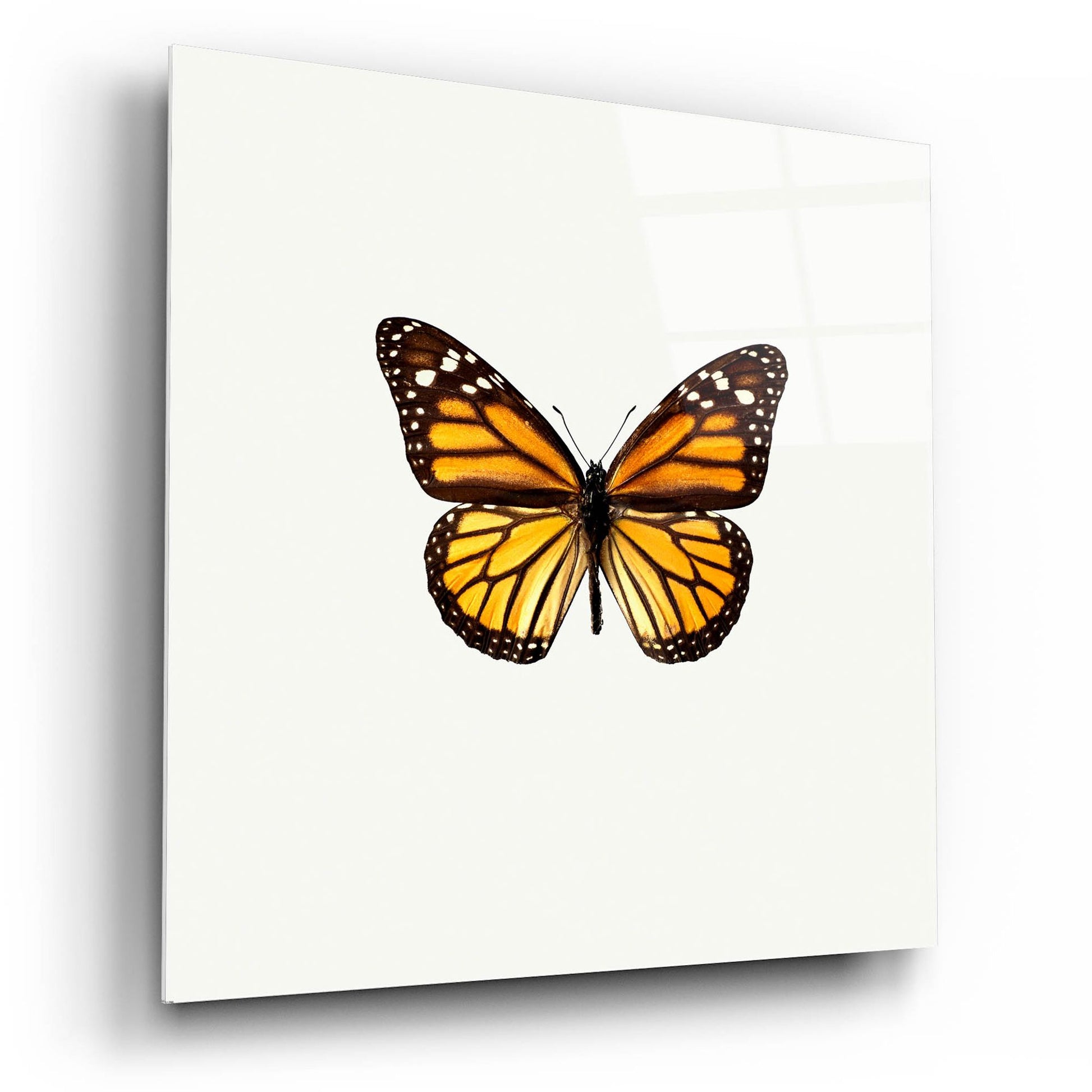 Epic Art 'Yellow Butterfly 1' by Photoinc Studio, Acrylic Glass Wall Art,12x12