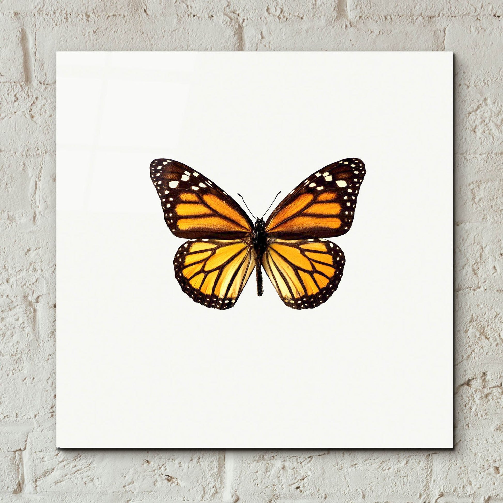 Epic Art 'Yellow Butterfly 1' by Photoinc Studio, Acrylic Glass Wall Art,12x12