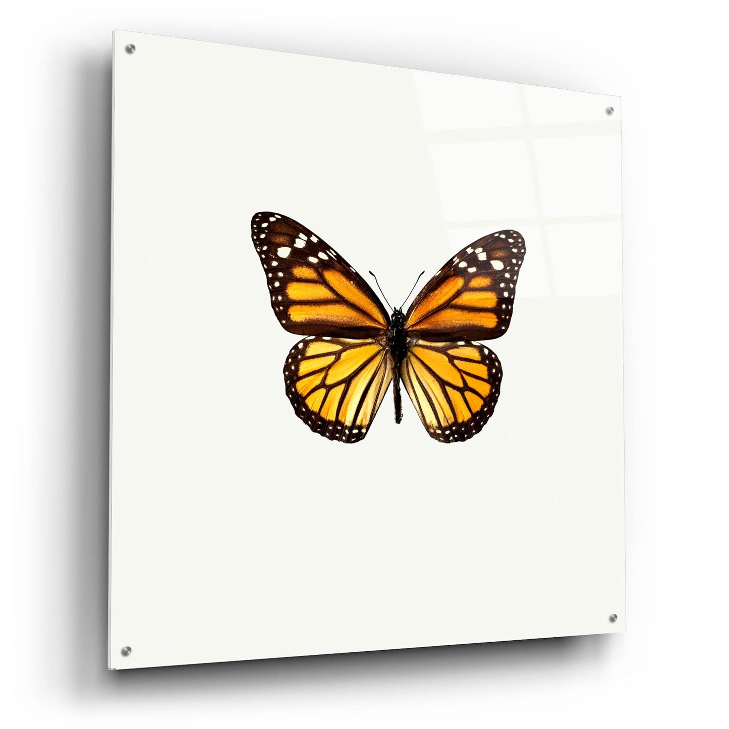 Epic Art 'Yellow Butterfly 1' by Photoinc Studio, Acrylic Glass Wall Art,36x36