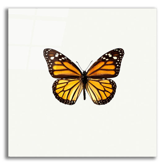 Epic Art 'Yellow Butterfly 1' by Photoinc Studio, Acrylic Glass Wall Art