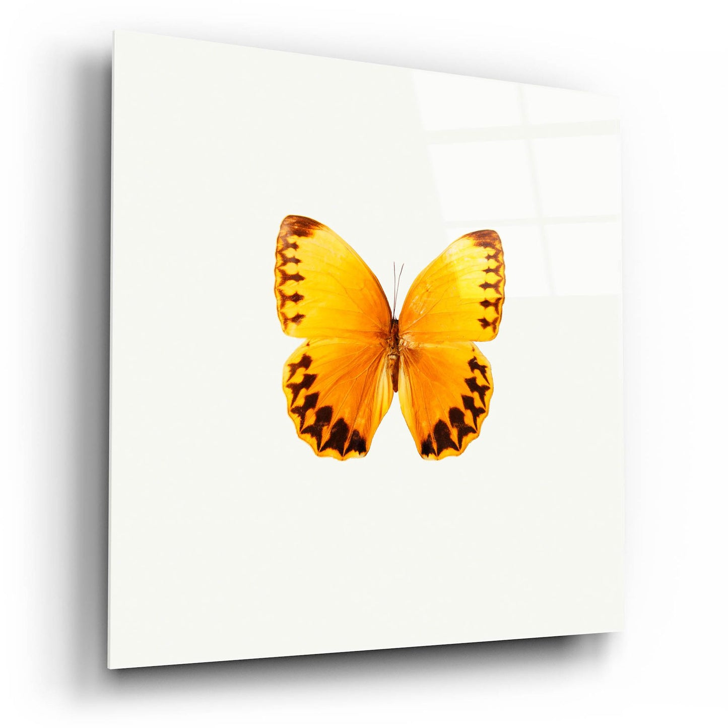 Epic Art 'Yellow Butterfly 2' by Photoinc Studio, Acrylic Glass Wall Art,12x12