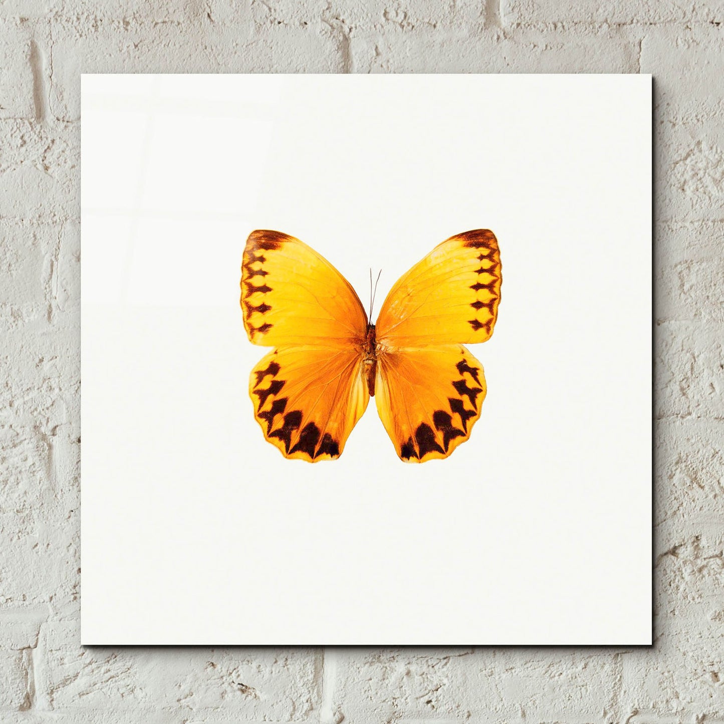 Epic Art 'Yellow Butterfly 2' by Photoinc Studio, Acrylic Glass Wall Art,12x12