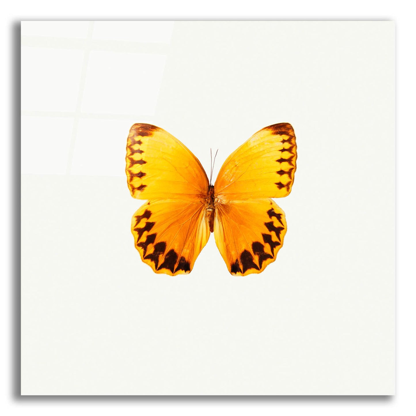 Epic Art 'Yellow Butterfly 2' by Photoinc Studio, Acrylic Glass Wall Art