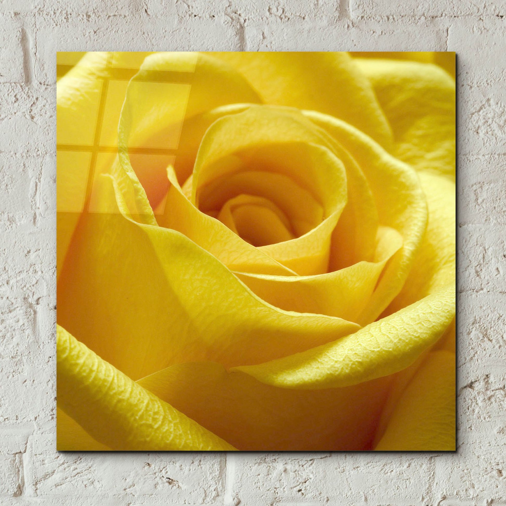 Epic Art 'Yellow Rose' by Photoinc Studio, Acrylic Glass Wall Art,12x12