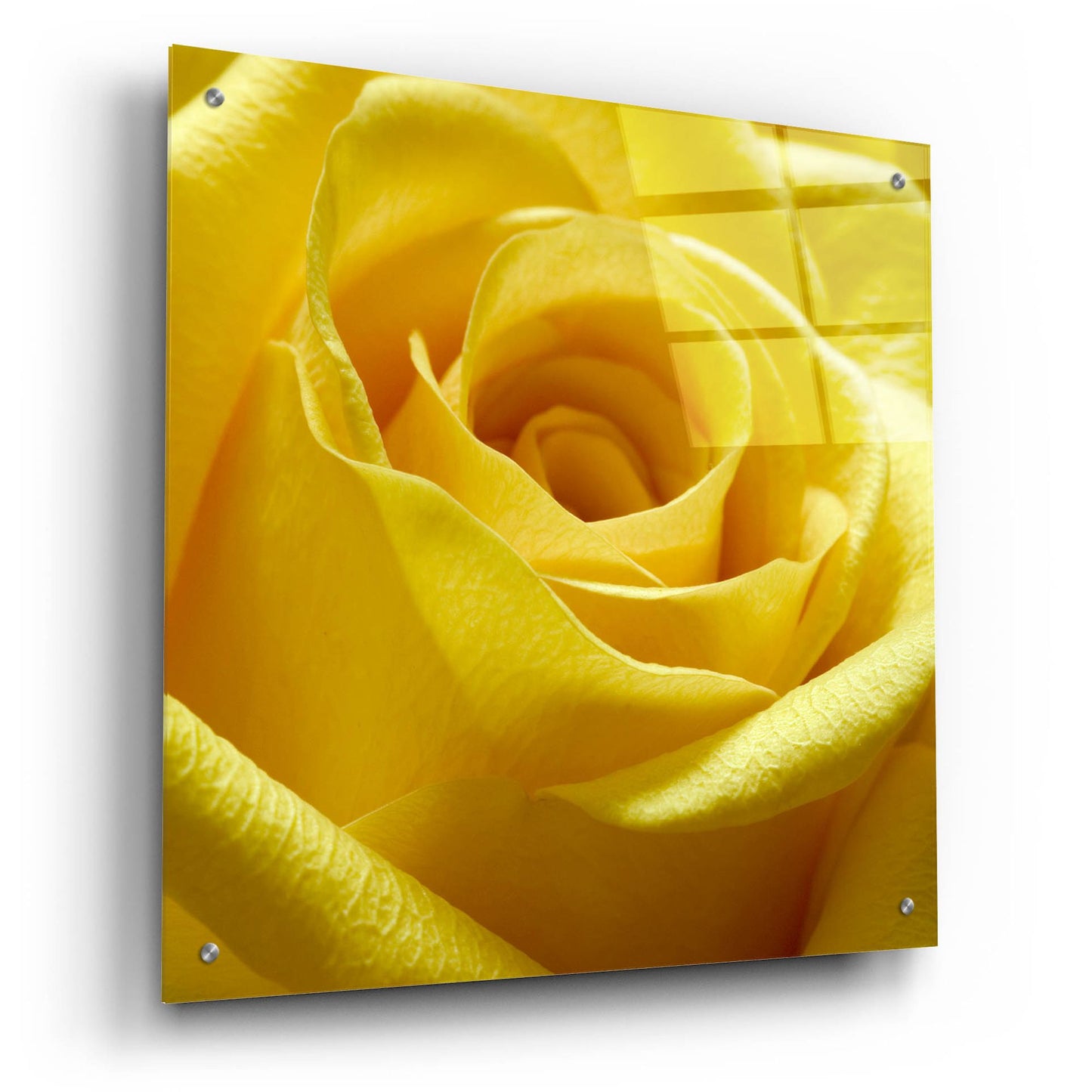 Epic Art 'Yellow Rose' by Photoinc Studio, Acrylic Glass Wall Art,24x24