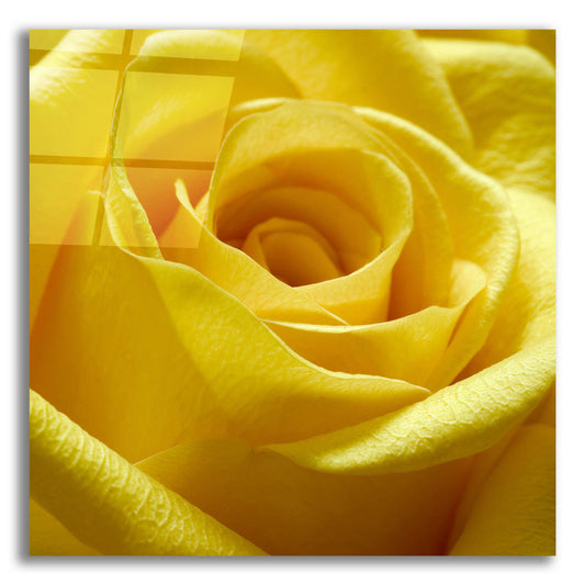 Epic Art 'Yellow Rose' by Photoinc Studio, Acrylic Glass Wall Art