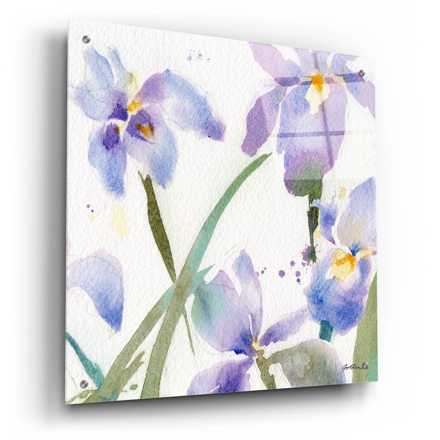 Epic Art 'Irises' by Sheila Golden, Acrylic Glass Wall Art,24x24