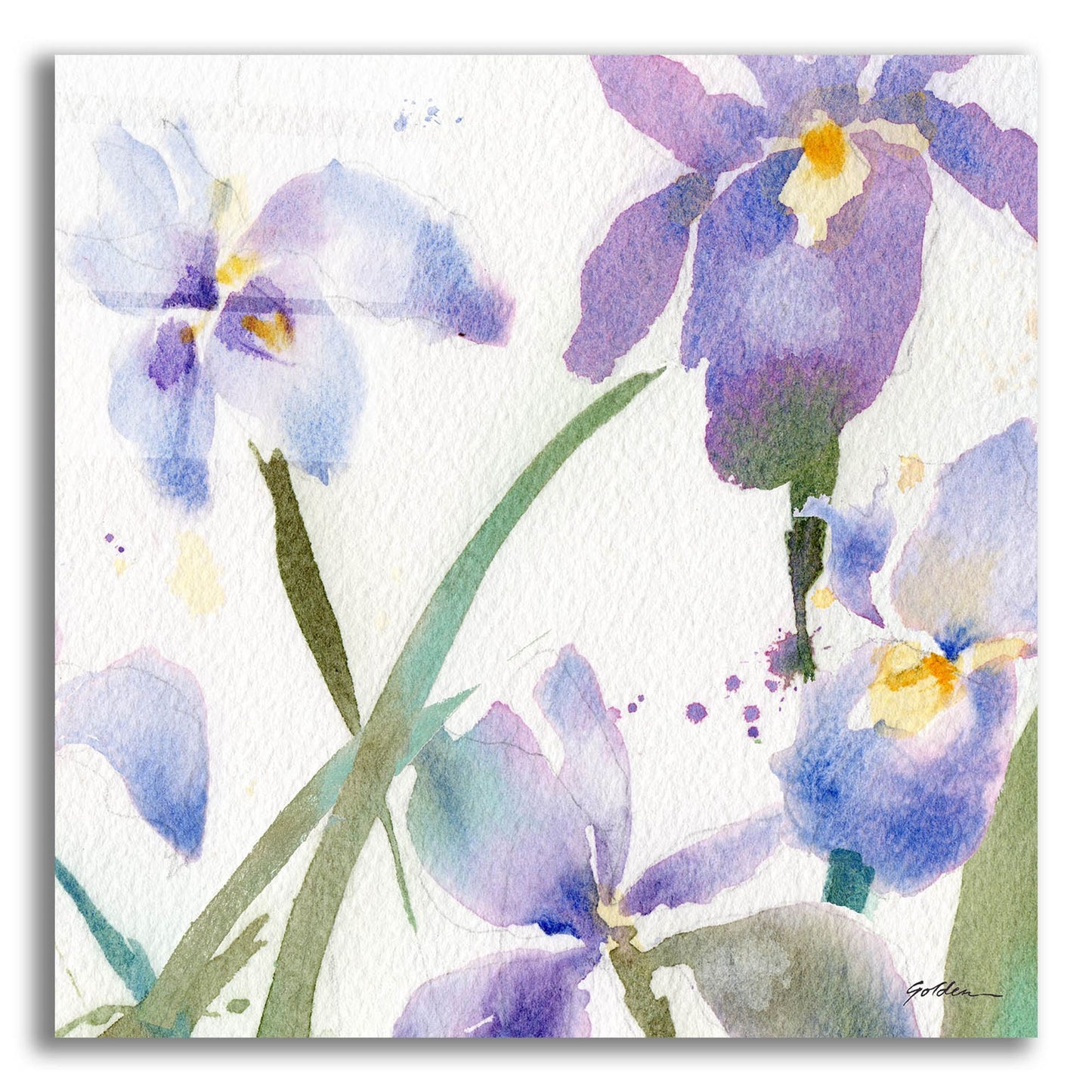 Epic Art 'Irises' by Sheila Golden, Acrylic Glass Wall Art