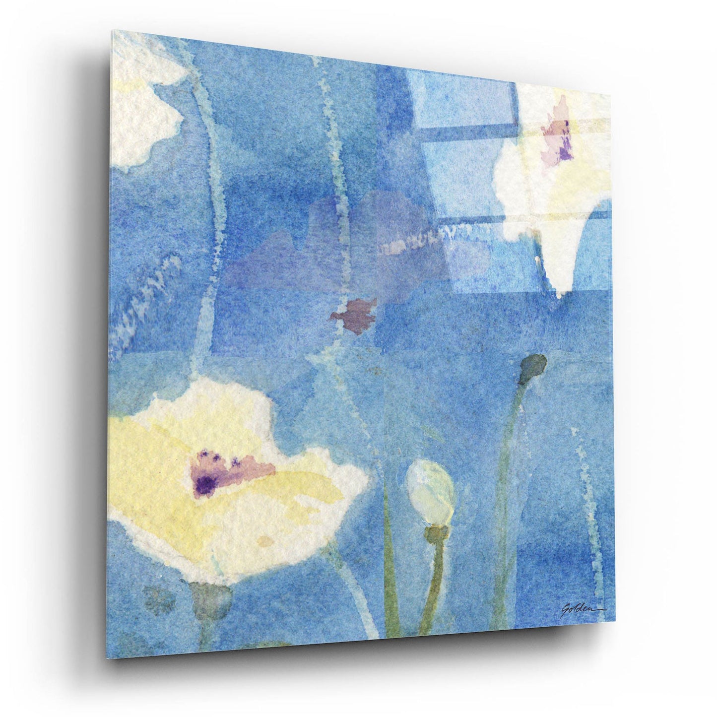 Epic Art 'White Poppy' by Sheila Golden, Acrylic Glass Wall Art,12x12