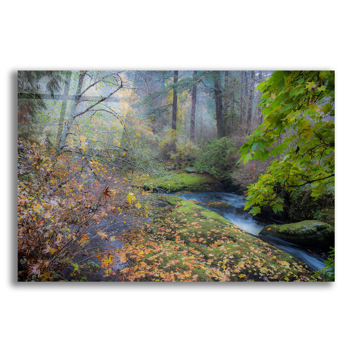 Epic Art 'Snow In Fall' by Tim Oldford, Acrylic Glass Wall Art