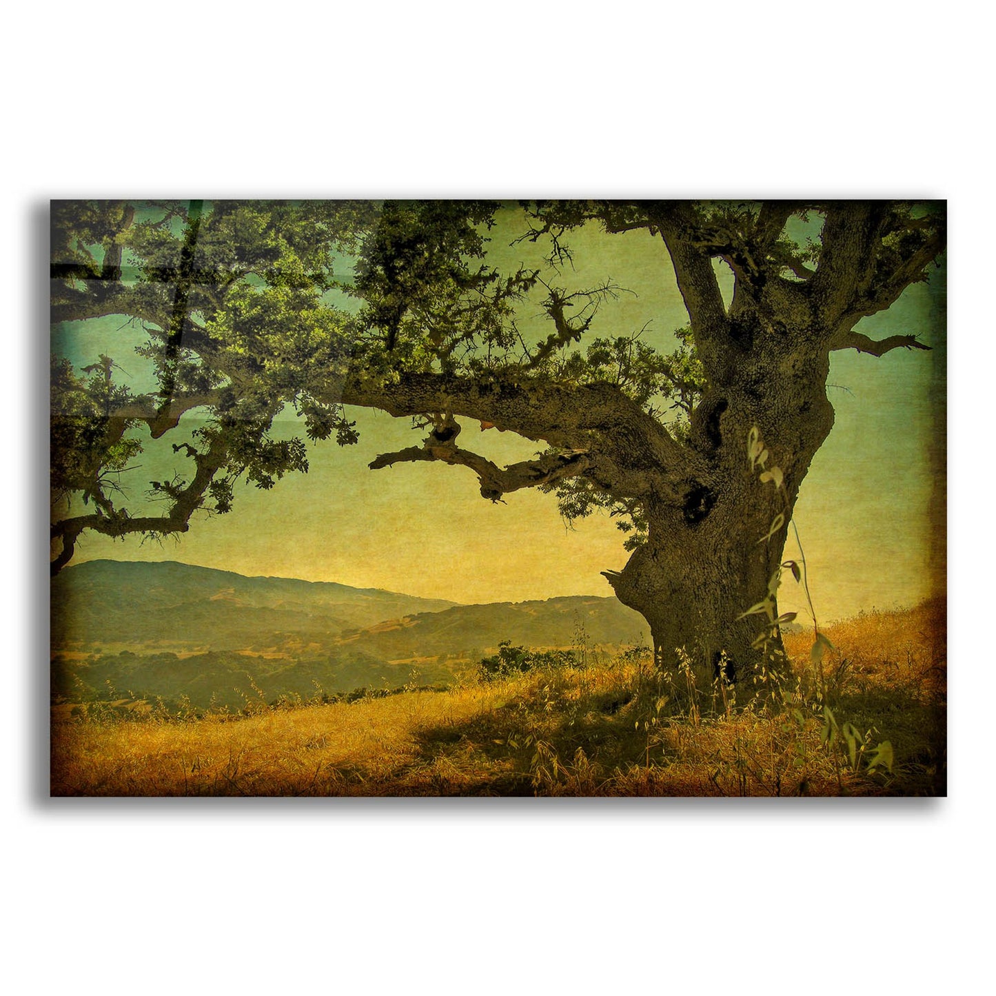 Epic Art 'Blue Oak Hilltop' by William Guion, Acrylic Glass Wall Art