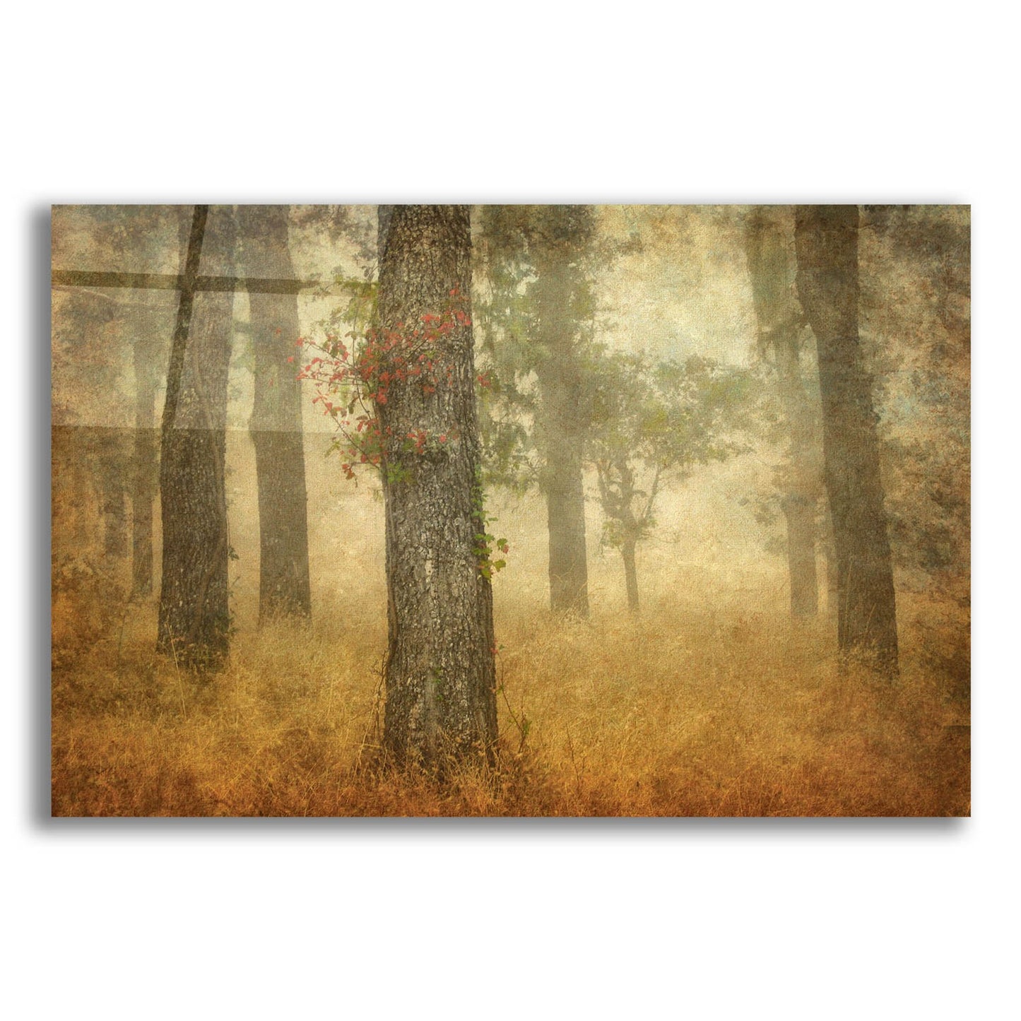 Epic Art 'Oak Grove In Fog' by William Guion, Acrylic Glass Wall Art